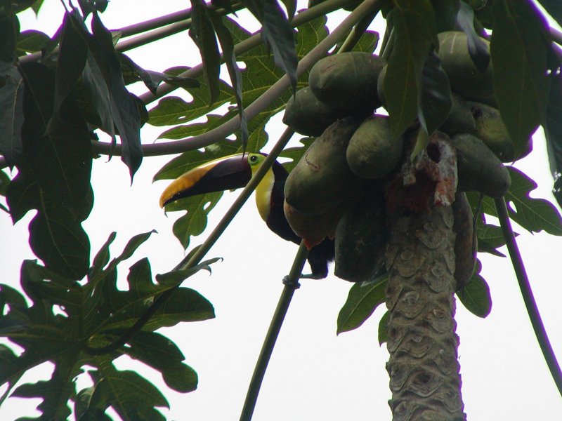 Hey toucan! Get away from my papayas!