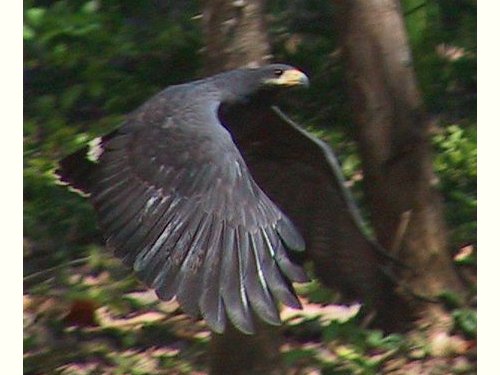 Black Hawk flying (by Barry Donaldson)